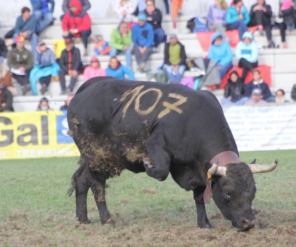Falchetta in azione domenica alla Croix-Noire