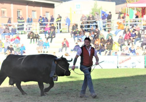 Suisse e Ymac Frassy alla fine del confronto con Briganda dell’azienda agricola Verney ai sedicesimi di finale Suisse e Ymac Frassy alla fine del confronto con Briganda dell’azienda agricola Verney ai sedicesimi di finale