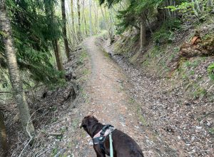 Cane in passeggiata