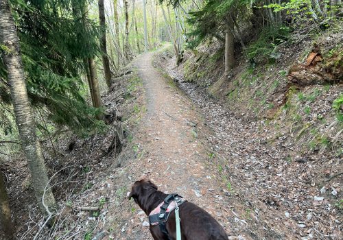 Cane in passeggiata