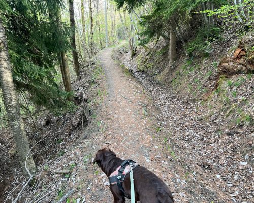 Cane in passeggiata