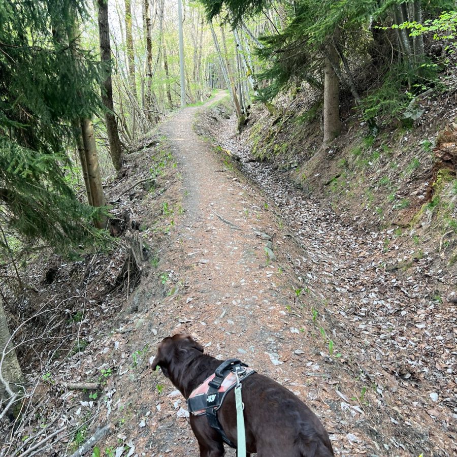 Cane in passeggiata