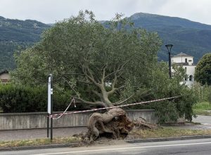 L'albero sradicato dal vento in viale Piccolo San Bernardo