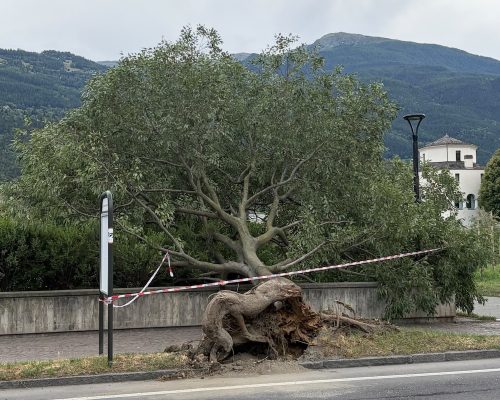 L'albero sradicato dal vento in viale Piccolo San Bernardo