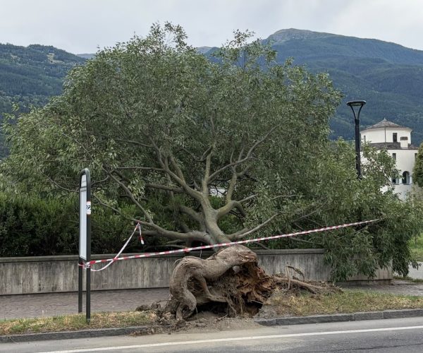 L'albero sradicato dal vento in viale Piccolo San Bernardo