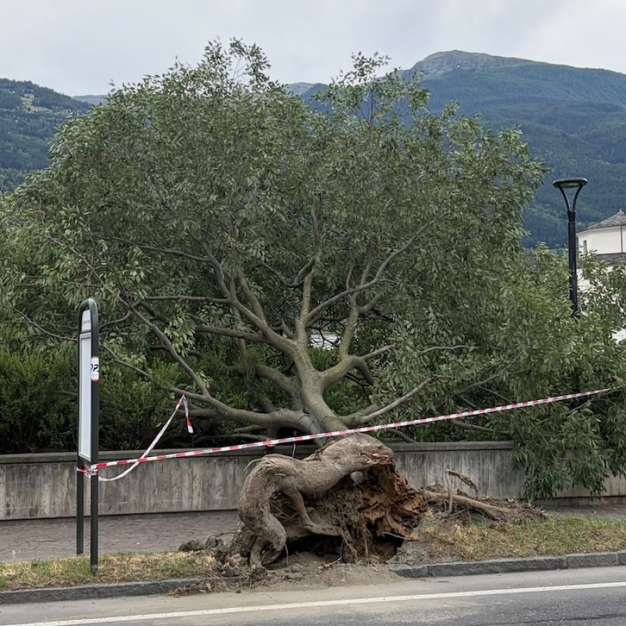 L'albero sradicato dal vento in viale Piccolo San Bernardo