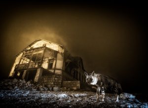 Wim van den Heever - courtesy Wildlife Photographer of the Year