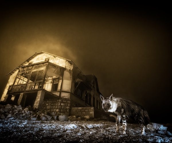 Wim van den Heever - courtesy Wildlife Photographer of the Year