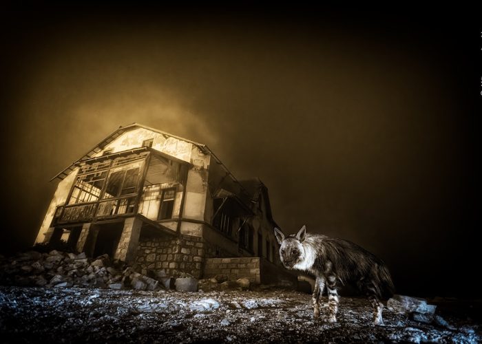 Wim van den Heever - courtesy Wildlife Photographer of the Year