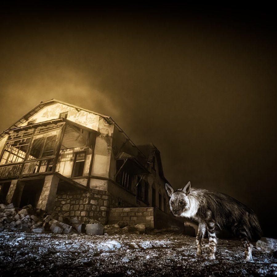 Wim van den Heever - courtesy Wildlife Photographer of the Year