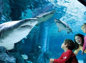 Acquario di Cattolica