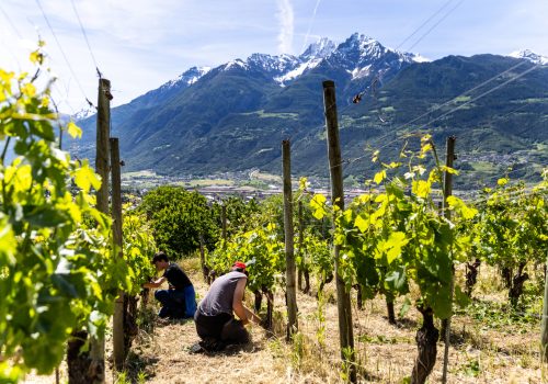 agricole fioritura evigarbolinophotographer