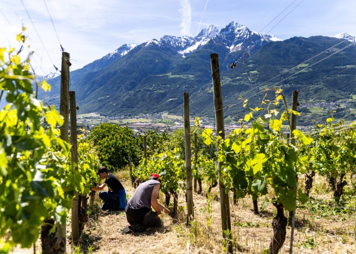 agricole fioritura evigarbolinophotographer