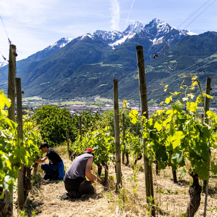agricole fioritura evigarbolinophotographer