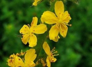 Agrimonia eupatoria