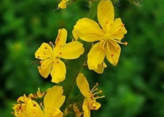 Agrimonia eupatoria