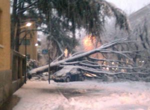 L'albero caduto in Corso Battaglione ad Aosta