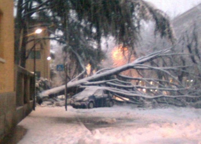 L'albero caduto in Corso Battaglione ad Aosta