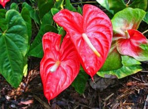 Anthurium