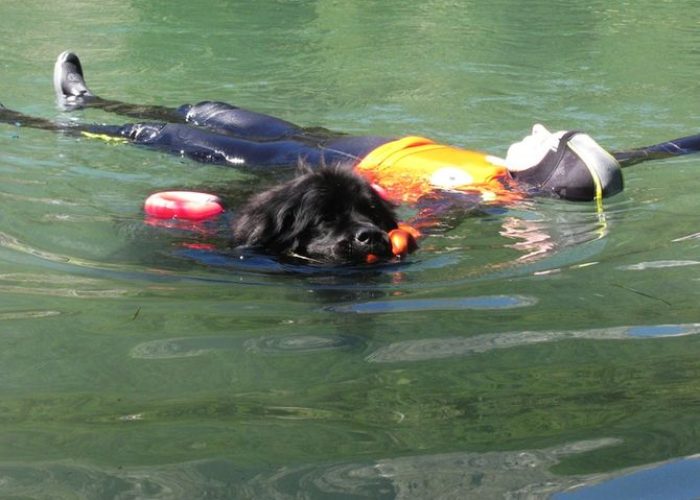 Un cane Terranova in azione