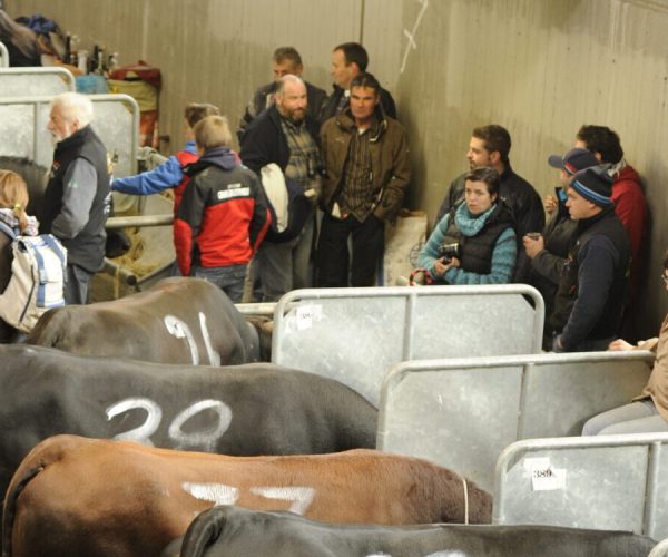Allevatori nella stalla della Croix-Noire