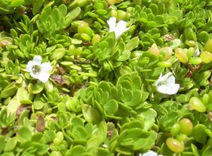 Bacopa monnieri