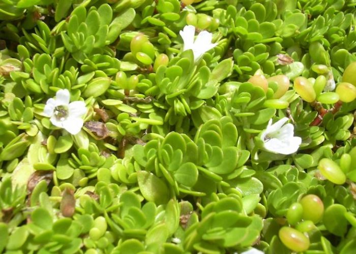 Bacopa monnieri