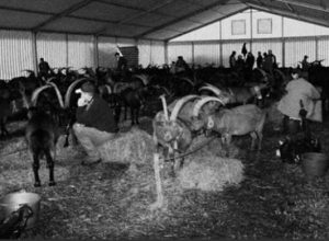 Bataille des chevres, Perloz 2009 - ph Bosonin.
