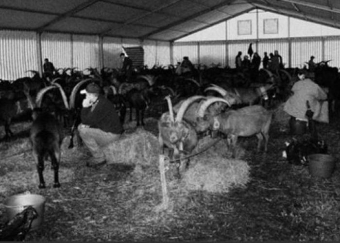 Bataille des chevres, Perloz 2009 - ph Bosonin.