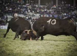 Batailles 2014 - Ceres vince nella prima categoria