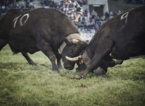 Batailles 2014 - Ceres vince nella prima categoria