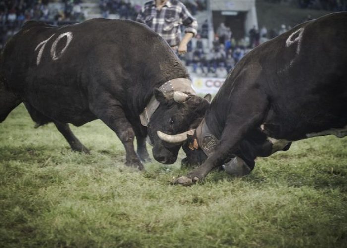 Batailles 2014 - Ceres vince nella prima categoria