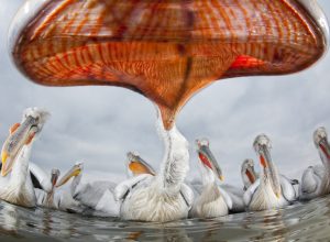 © Bence Máté / Veolia Environnement Wildlife Photographer of the Year 2011