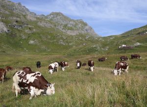 bovina al pascolo Sant Anna