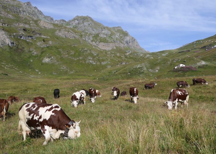 bovina al pascolo Sant Anna