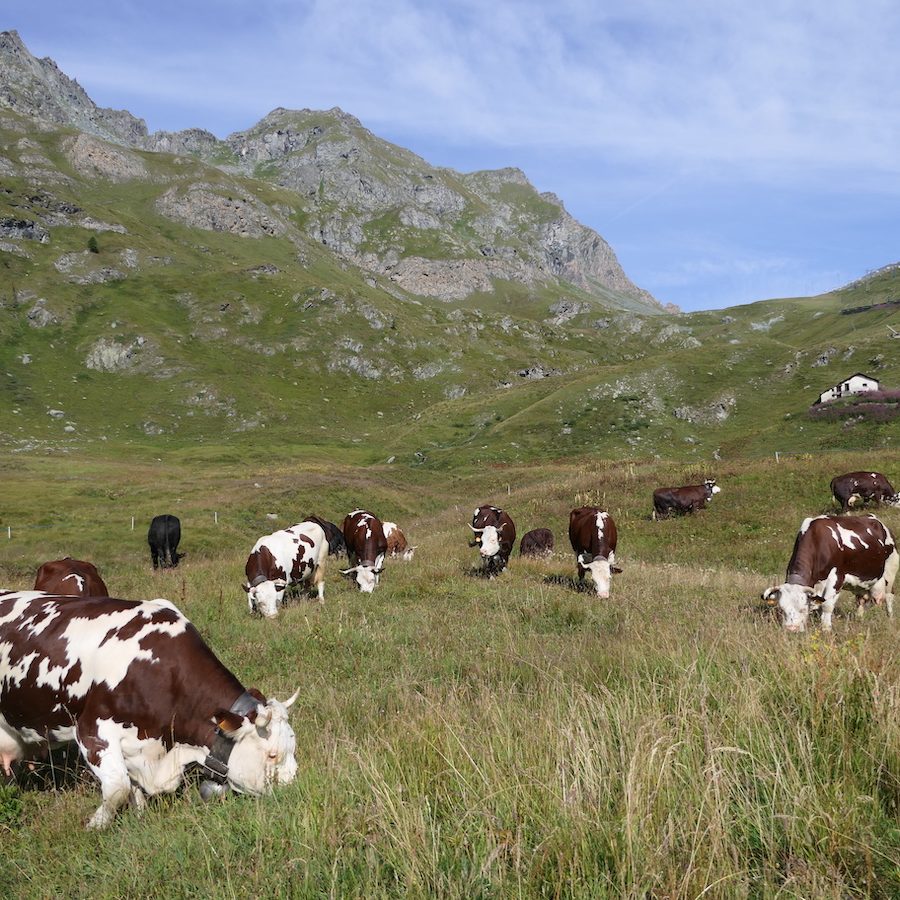 bovina al pascolo Sant Anna