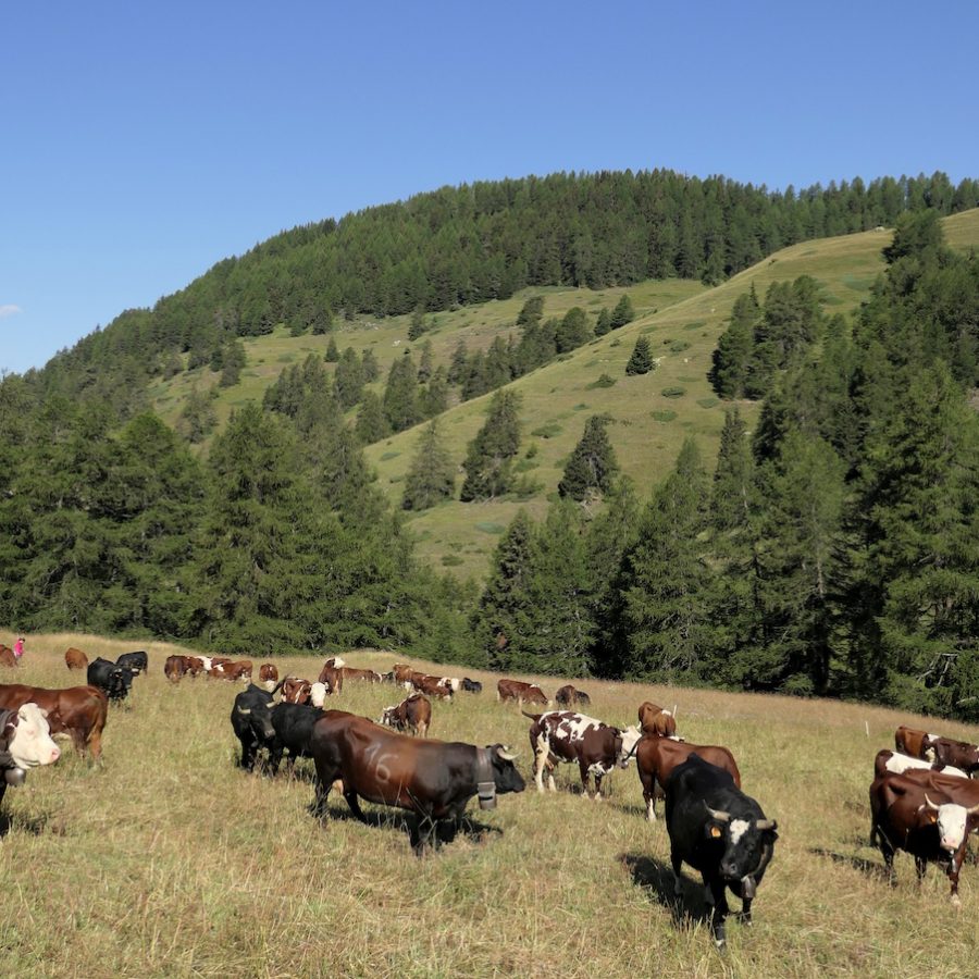 Bovine al pascolo.