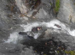 Bovini precipitati nel torrente