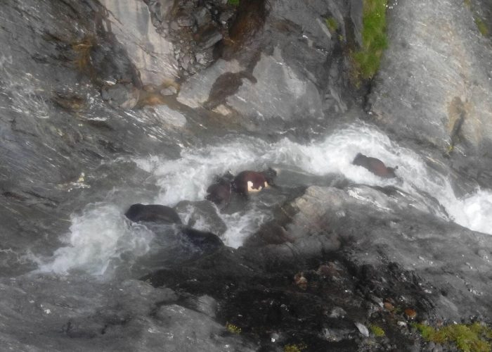 Bovini precipitati nel torrente