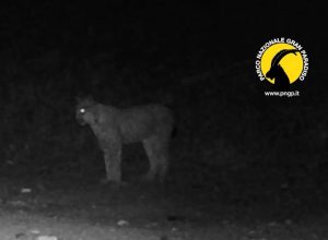 La lince avvistata nel Parco nazionale del Gran Paradiso La lince avvistata nel Parco nazionale del Gran Paradiso