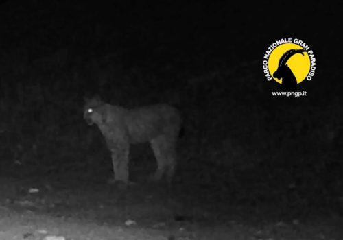 La lince avvistata nel Parco nazionale del Gran Paradiso La lince avvistata nel Parco nazionale del Gran Paradiso