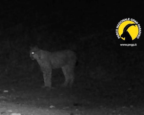La lince avvistata nel Parco nazionale del Gran Paradiso La lince avvistata nel Parco nazionale del Gran Paradiso