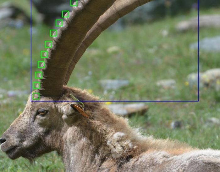 L'intelligenza artificiale per il riconoscimento degli stambecchi del Parco nazionale Gran Paradiso - foto Alice Bramilla/Laurens Bohlen