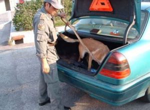 Unità cinofile in azione durante lo svolgimento delle attività operative