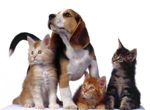 cani e gatti