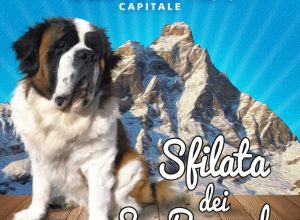 Sfilata cani San Bernardo