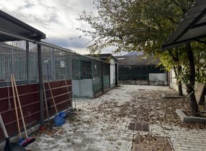 canile e gattile regionale