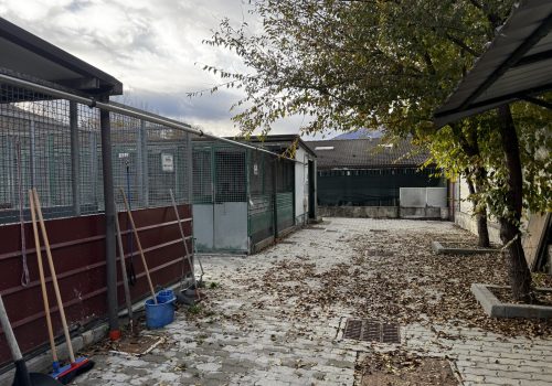 canile e gattile regionale