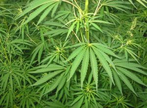 cannabis01bgiu173830_2437.jpg