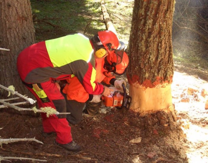 cantieri forestali